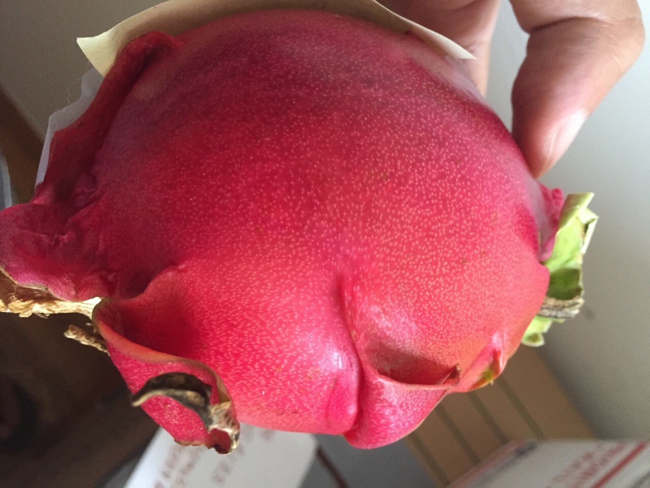 Red Dragon Fruit 2 Cutting 9-14″. Purple Haze
