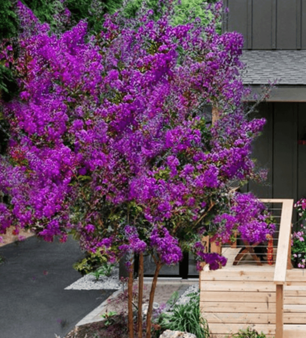 Miss Sandra Crape Myrtle: Stunning Purple Blooms and Year-Round Interest