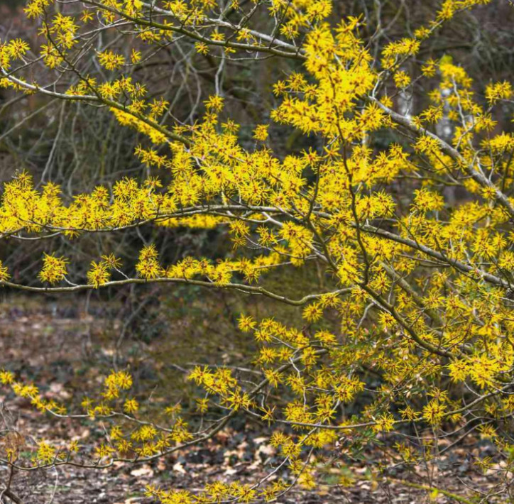 Live Witch Hazel Plant – Quart Pot – Hamamelis Tree for Garden & Fall Blooms