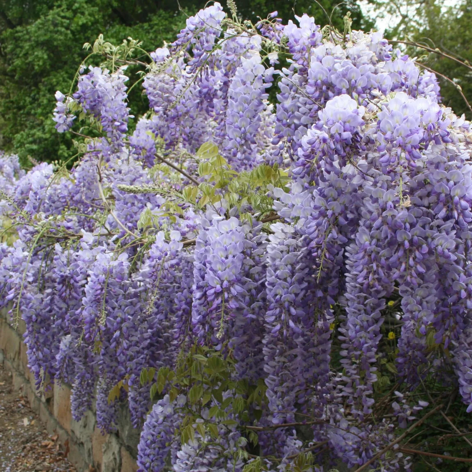 1 Chinese Wisteria 12-24″ Wisteria sinensis Starter Plant