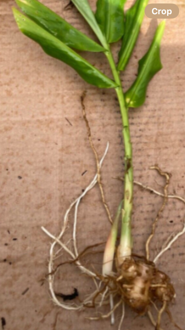 Awapuhi Shampoo Ginger plant Zingiber zerumbet #3