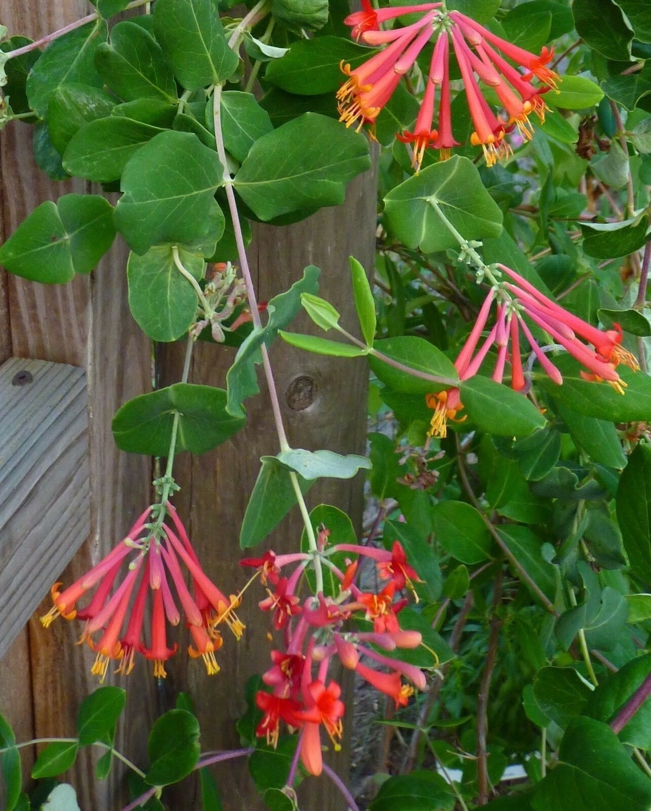 LONICERA ‘MAJOR WHEELER’ – HONEYSUCKLE – APPROX 10-20 INCH – STARTER PLANT