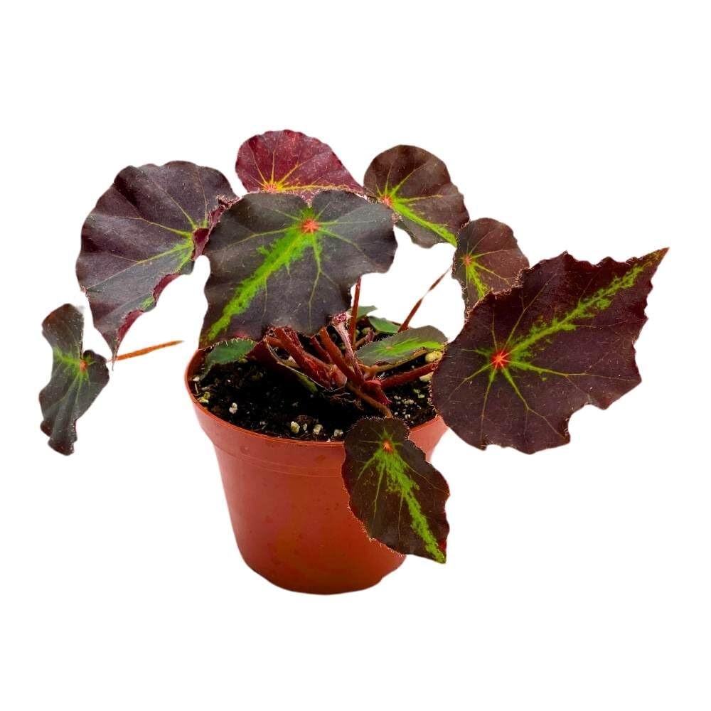 Begonia Boyfriend, 4 inch Rhizomatous Rhizo Dark Purple Green Streaks Red Dot