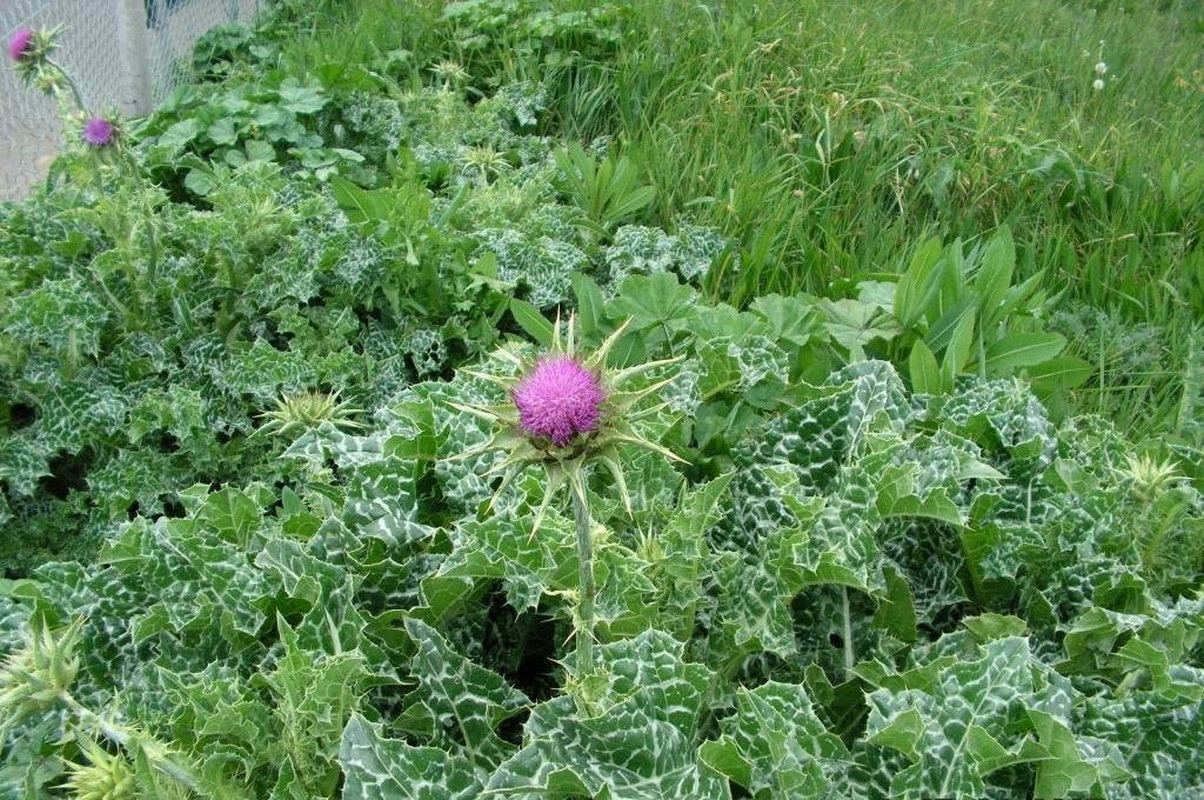 Seeds Milk Thistle Saint Mary’S Medicinal Heirloom Herb Non GMO