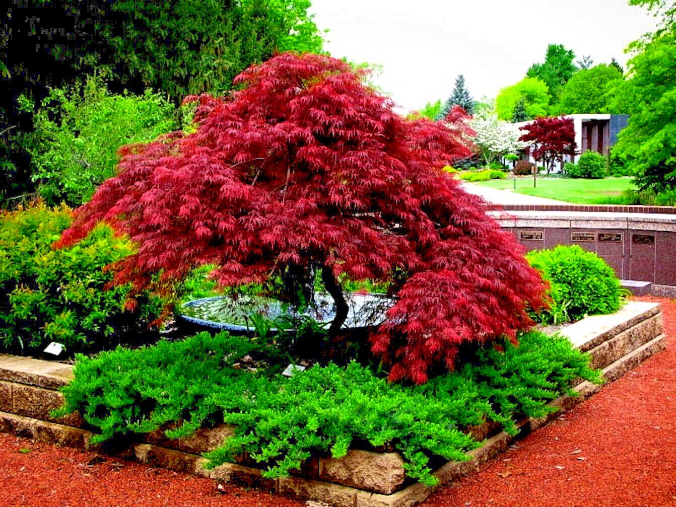 5 DWARF Japanese Red Linear Leaf Maple Tree Seeds Acer Scolopendrifolium Bonsai