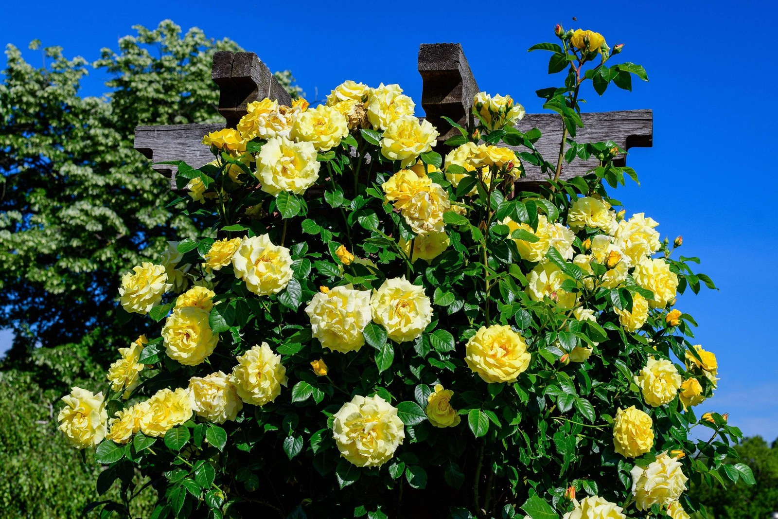 5 YELLOW ROSE Rosa Bush Shrub Perennial Flower Seeds *Flat S/H