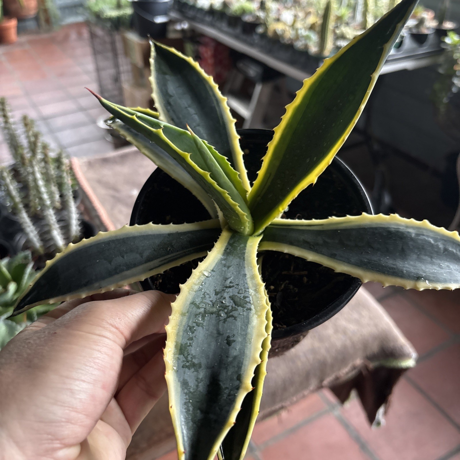 Agave cornelius Starlight 6 in pot