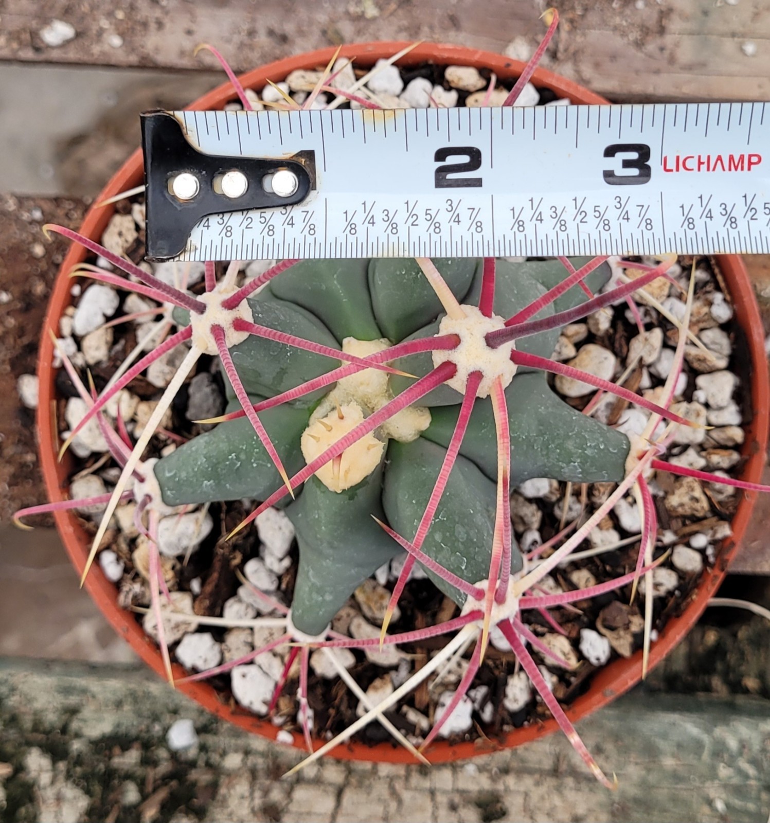 Ferocactus Emoryi ‘Emory Barrel’ 2.5″ Tall – Bare Root