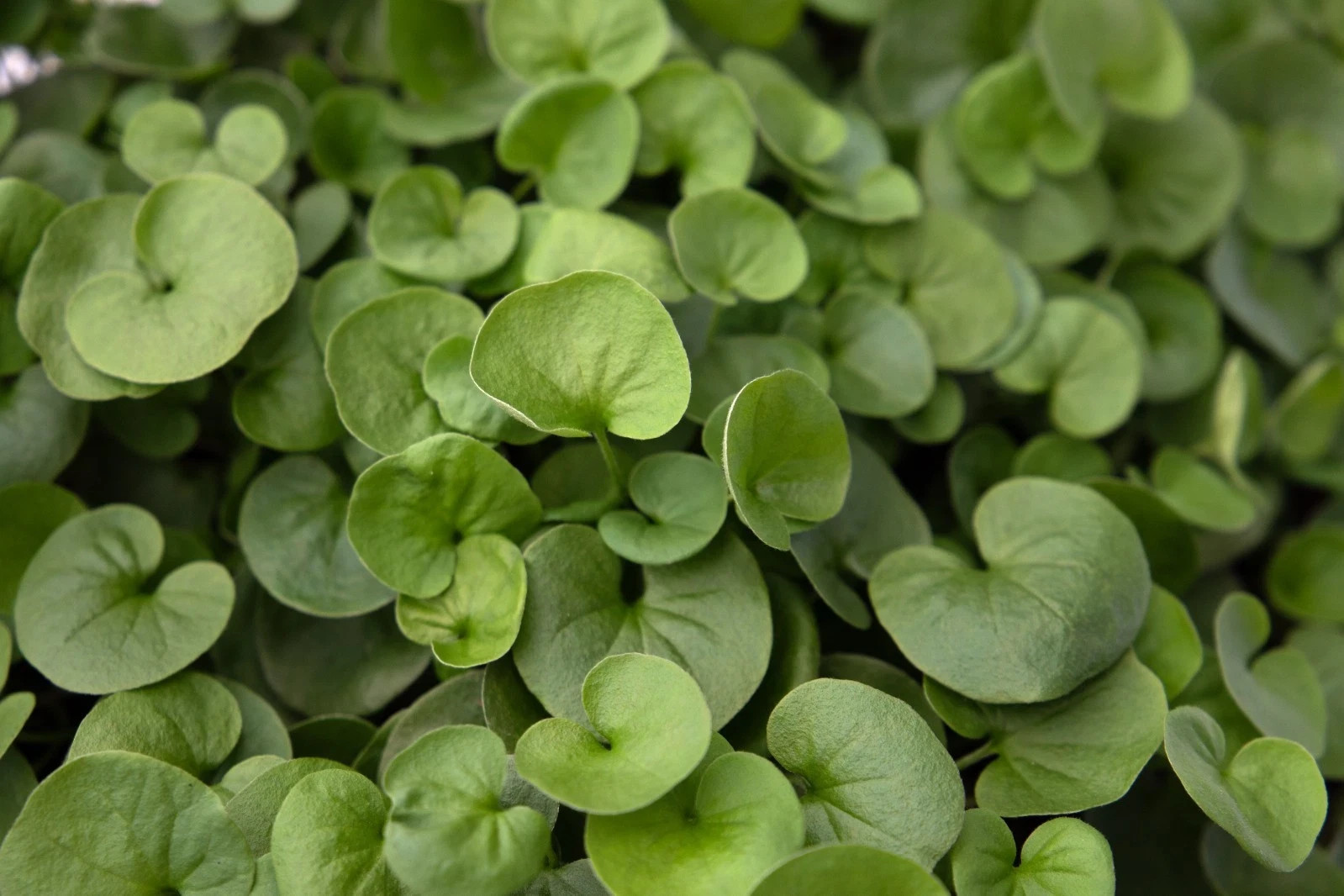Dichondra Repens Seeds – 3000+ Creeping Ground Cover Lawn Alternative Seeds USA