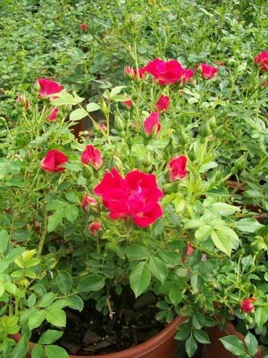 Red Drift Rose 5 Gal. Live Bush Plants Shrubs Plant Groundcover Roses Garden Now