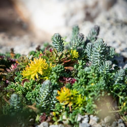 Live Sedum Succulent Mat 10 In. By 20 In. Plant Tray For Landscaping Stonecrop