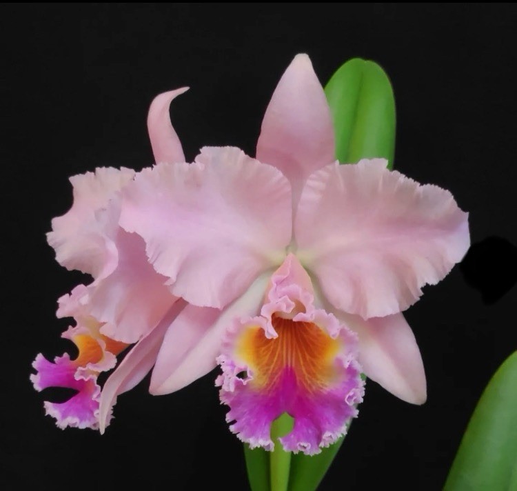 Rlc (Waikiki Splendor X George King) X Walden’s Glen Orchid Eros Hybrid 7” Pot