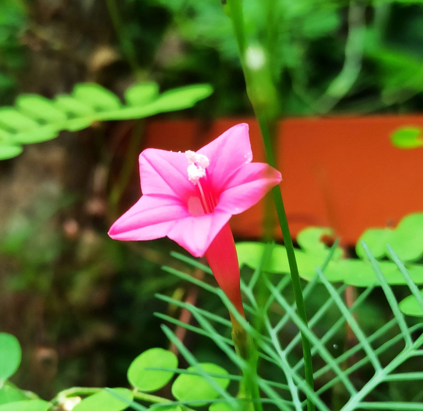 Mixed Colors Cypress Vine Seeds – For 2025 Planting Ipomoea Quamoclit Cardinal