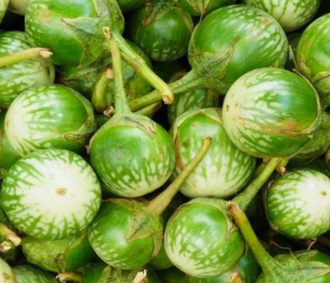 PETCH SIAM EGGPLANT SEEDS 100+ GREEN vegetable GARDEN India CUISINE FREE SHIP