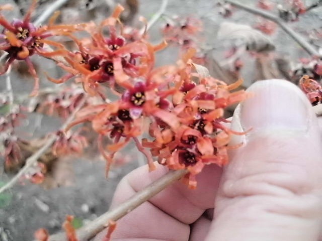 10 RED IMP WITCH HAZEL SEEDS – Hamamelis vernalis