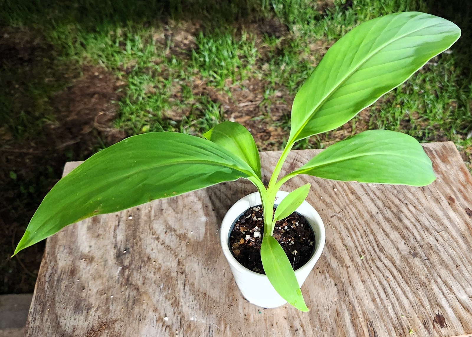 Musa Blue Java “Ice Cream” Banana Plant in 4″ Pot 11″ Tall 14″ Wide