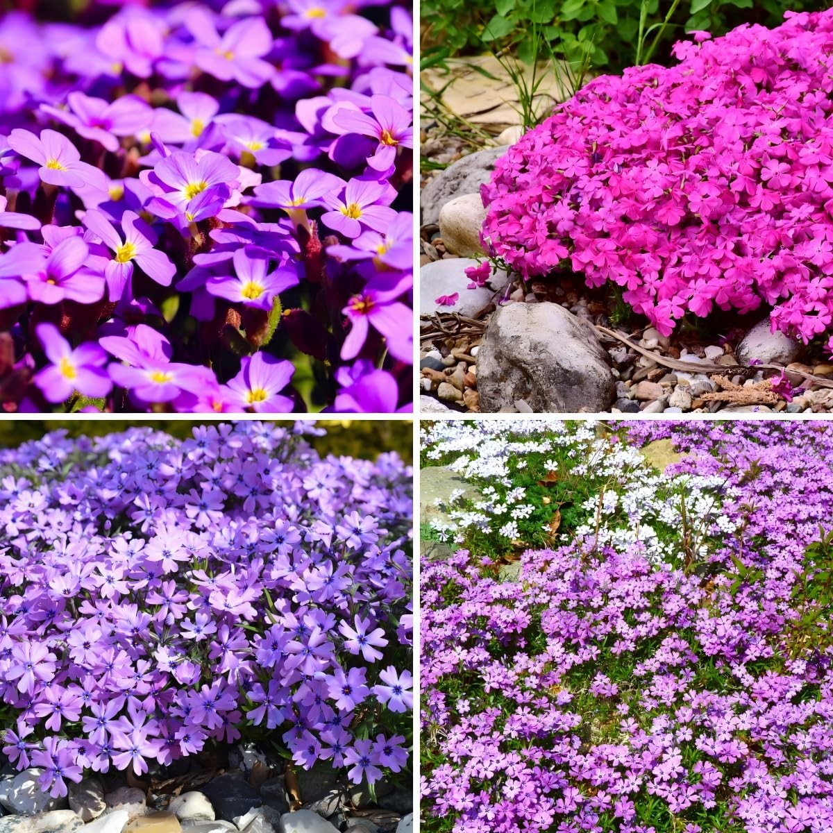 CarpetC 1000+ Creeping Phlox Seeds for Planting, Ground Cover Purple