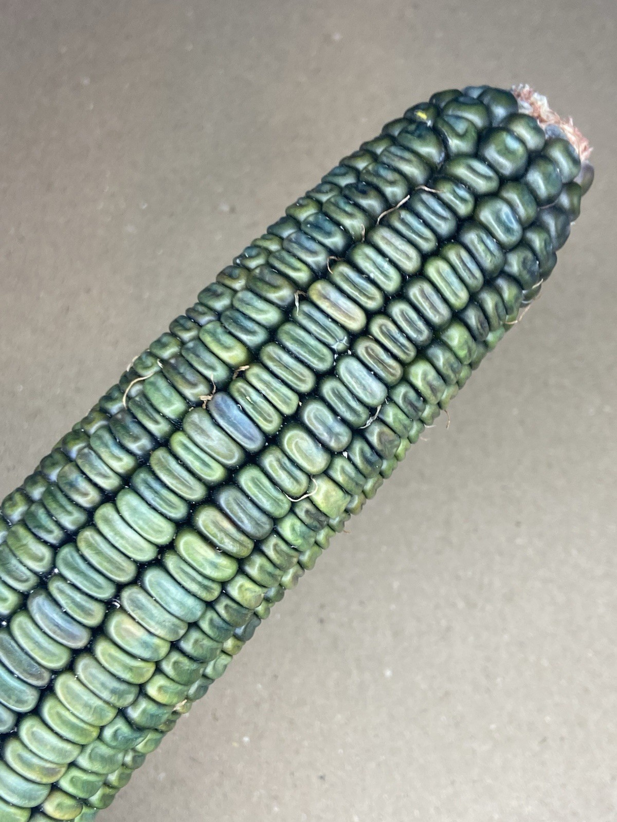 Oaxacan Green Dent Corn Seeds 50 Count. Non- GMO, Untreated Small Farm Product