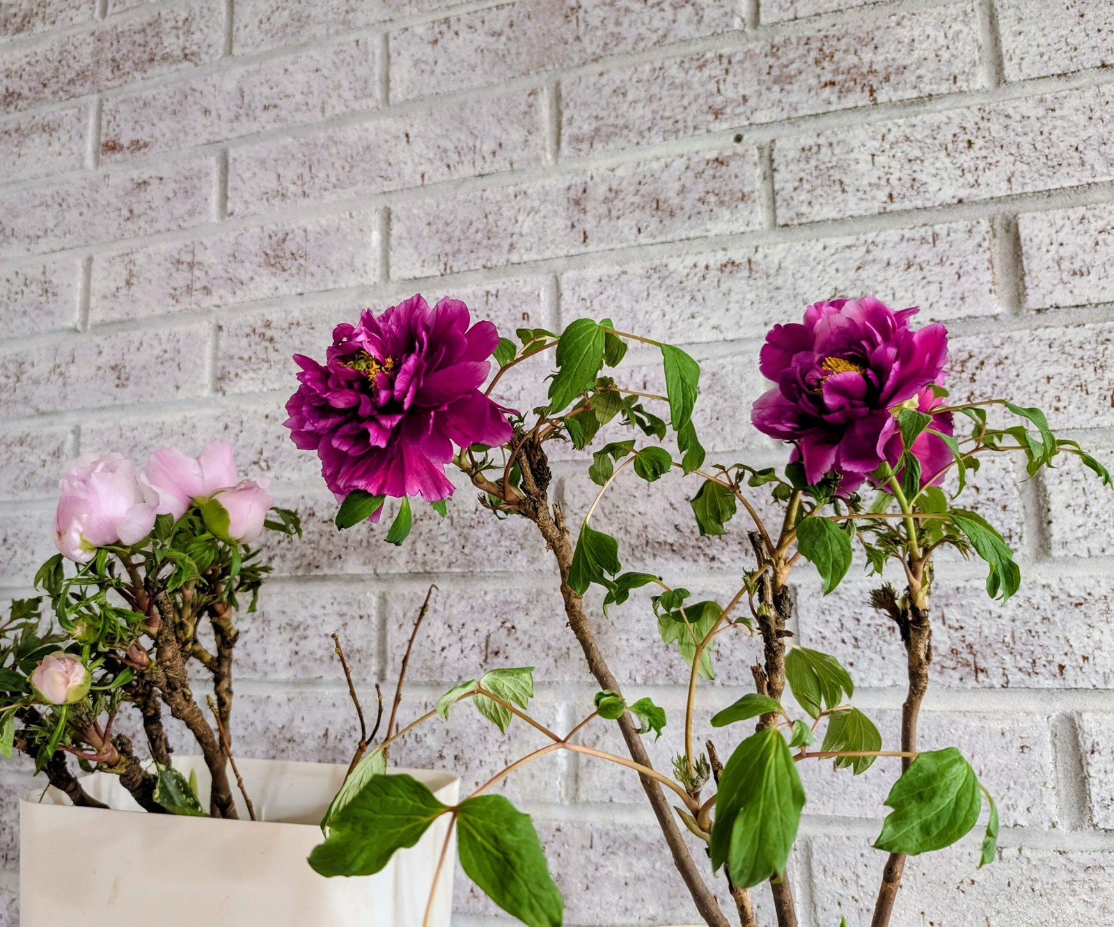“Champion Crown” large flower tree peony