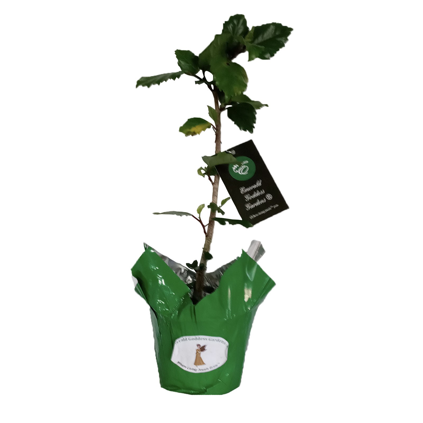 PRIDE OF HANKINS Tropical Hibiscus Bush Plant Triple Fuchsia Salmon Pink Bloom