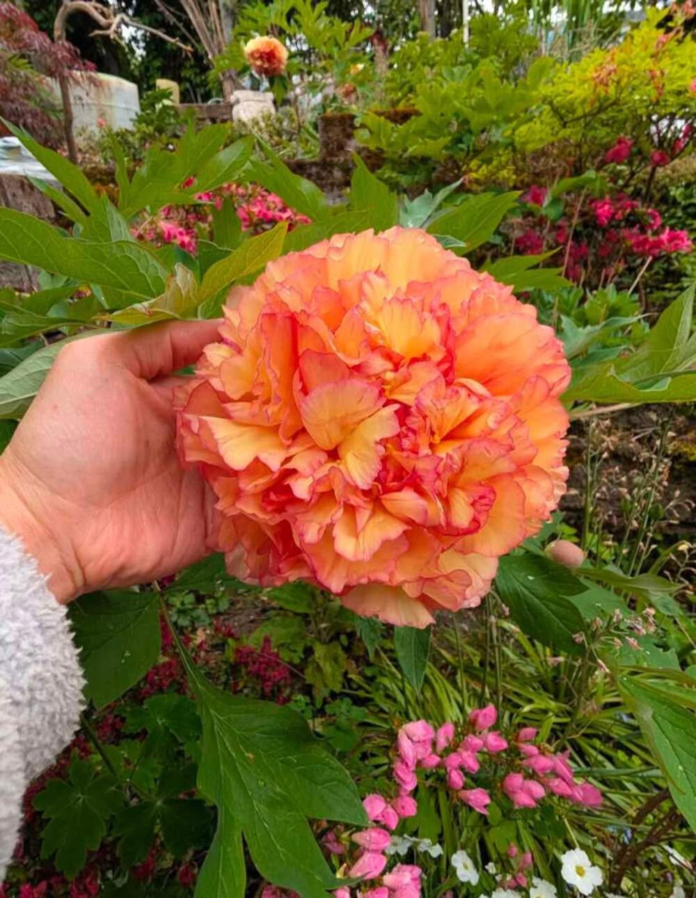 “Golden pavilion” large flower Japanese tree peony