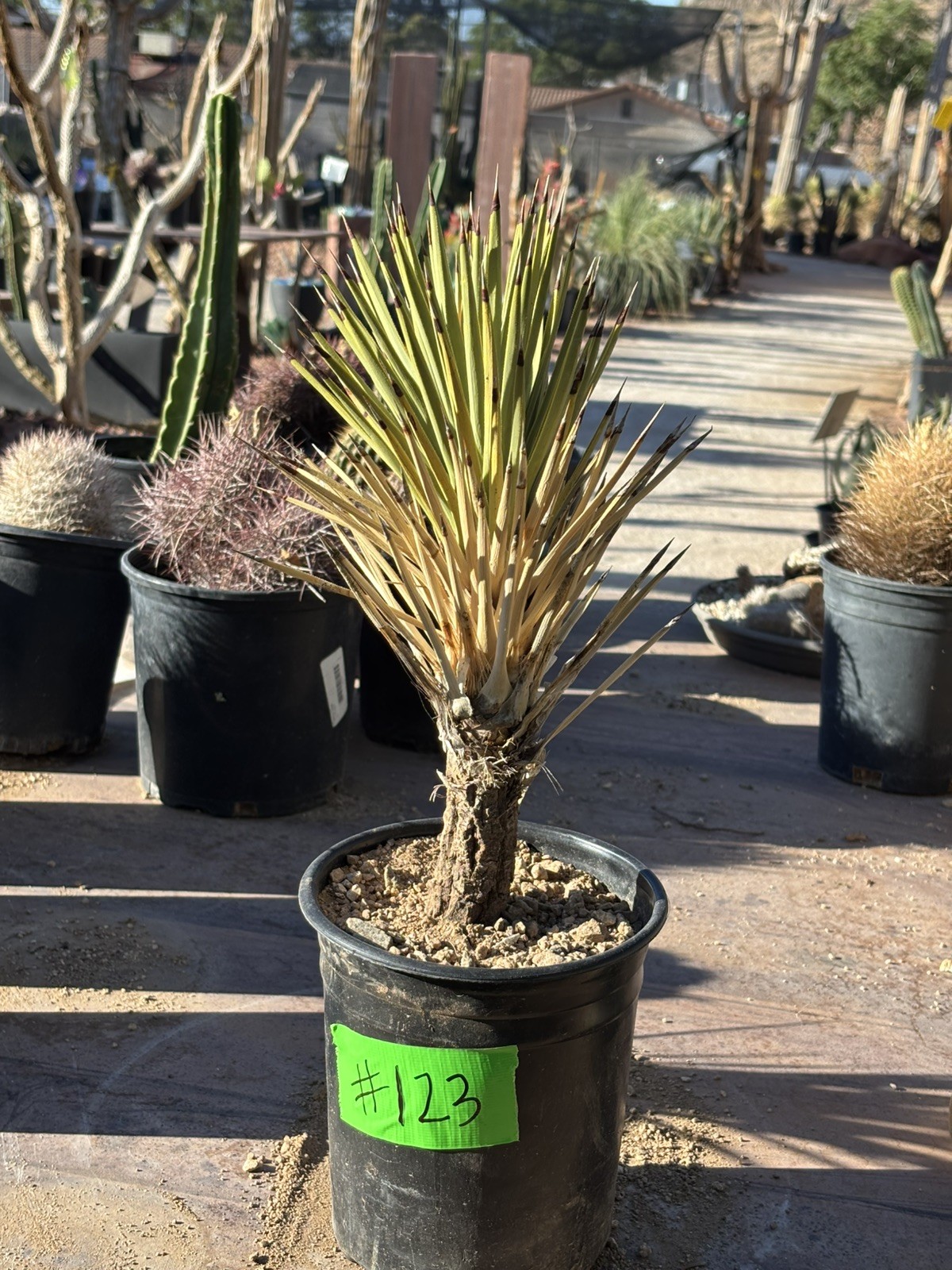 JOSHUA TREE #123 – SINGLE HEAD, 12 INCH – YUCCA BREVIFOLIA