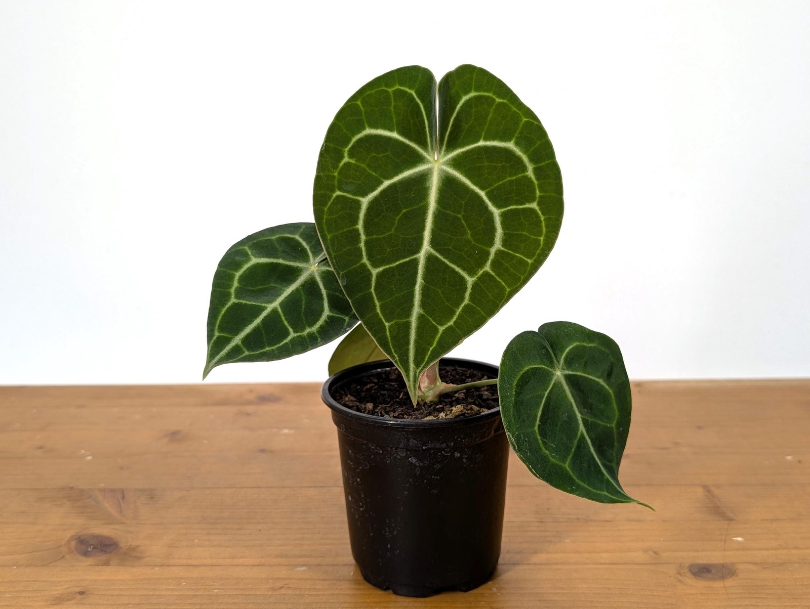 XL Anthurium Clarinervium 8-12″ tall in 6 Inch Nursery Pot