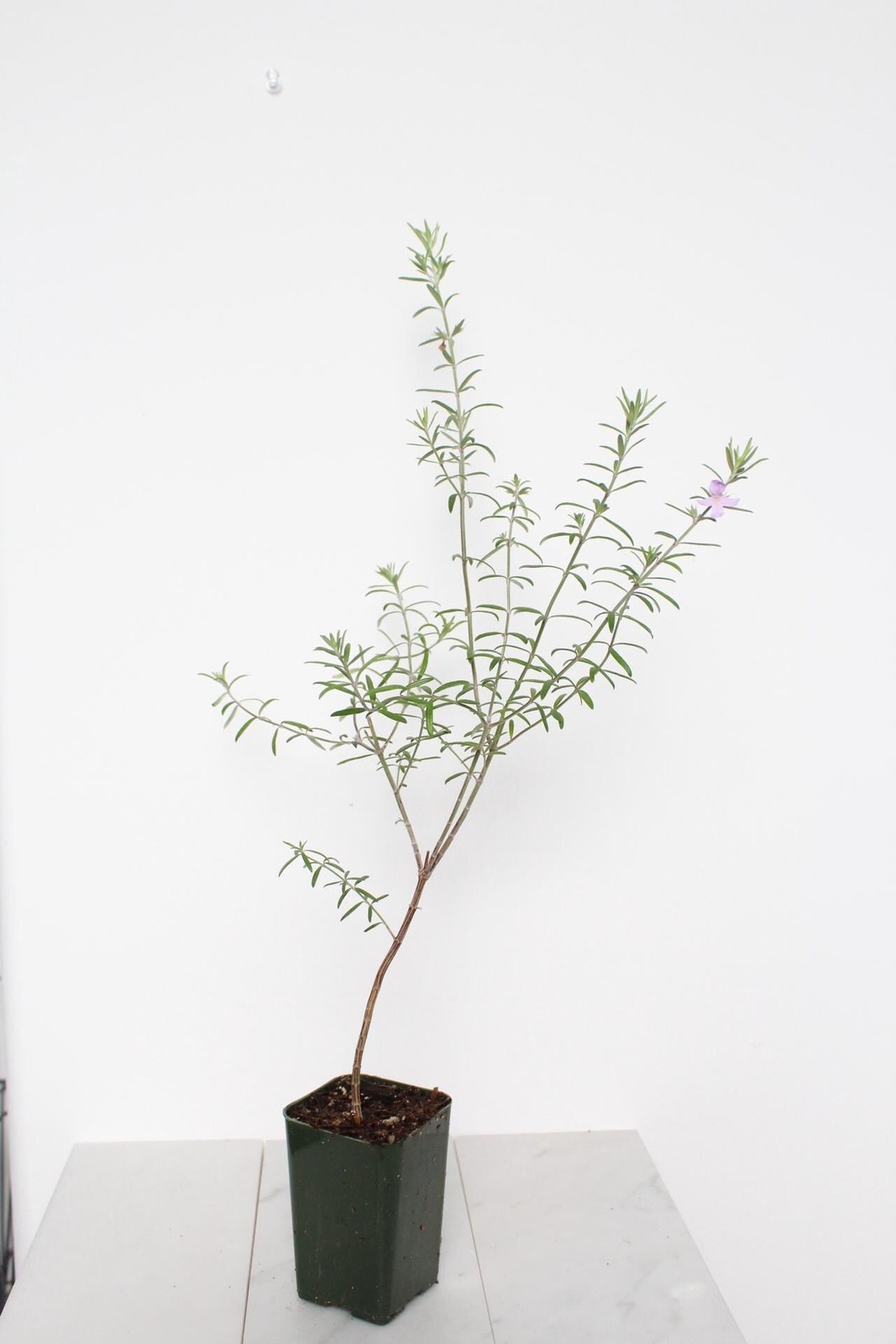 Coastal Rosemary, 2 Inch Pot, Purple Flowering Evergreen Shrub