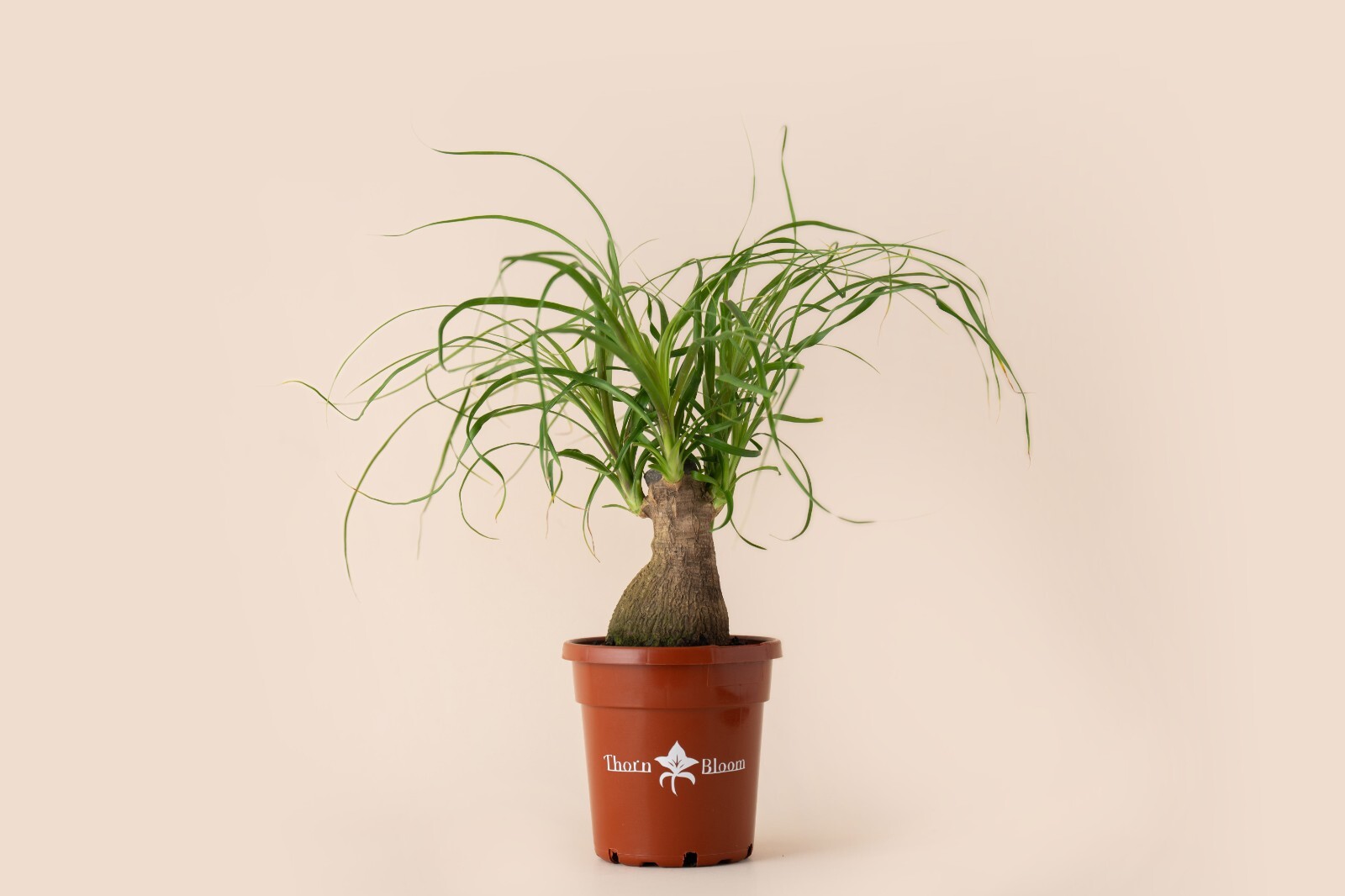 Ponytail Palm Stump – 4″ Pot – Low Maintenance – Unique Live Houseplant