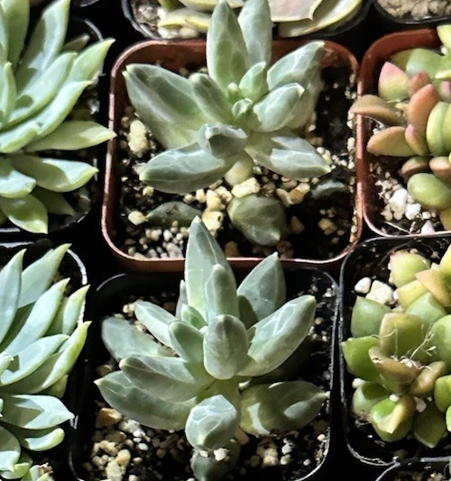 Succulent Pachyphytum Compactum Little Jewel 1 Live 2” Plant Blue Green Purple