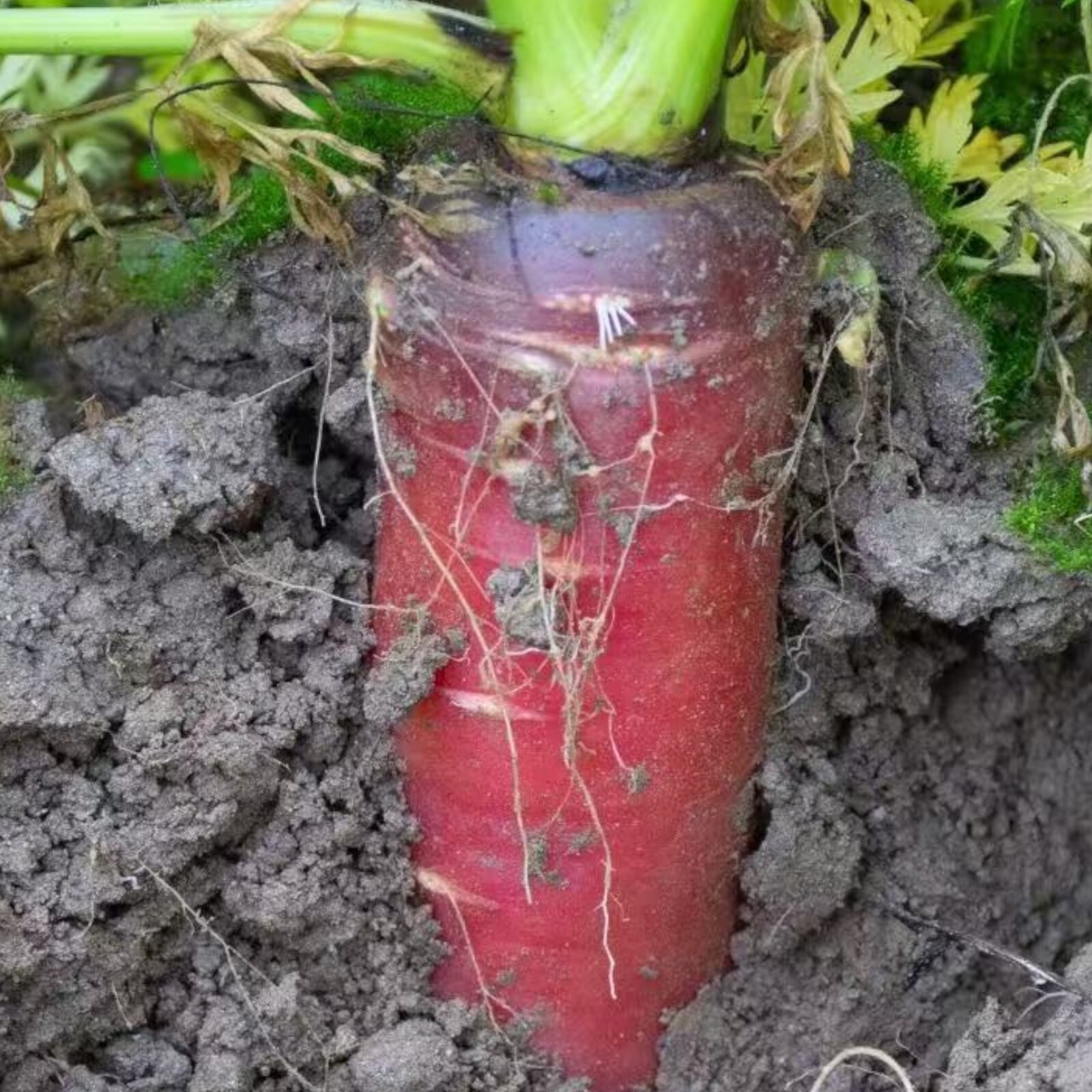 Red Fruit Carrot Seeds – 1000 Seeds – Non-GMO Heirloom Root Vegetable