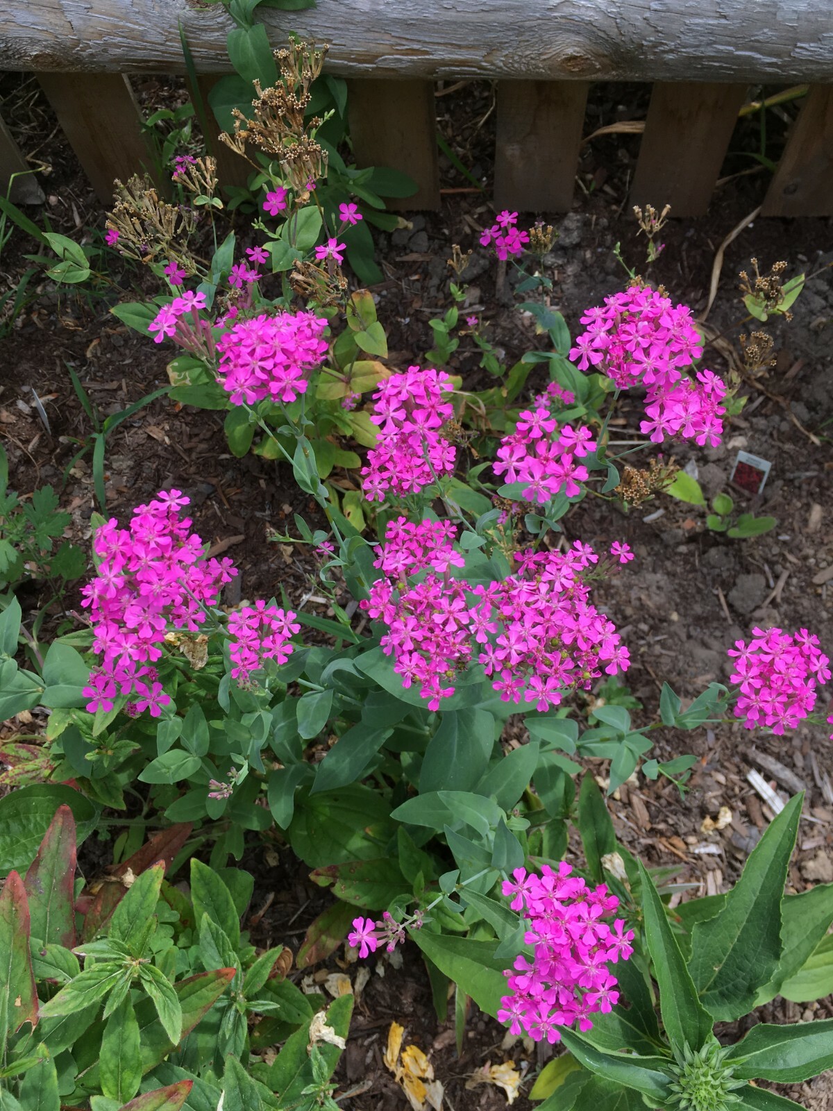 25 None so Pretty (Silene armeria) or Catchfly Seeds