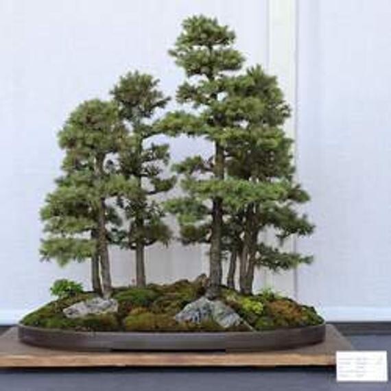 Norway Spruce(Picea abies) seedling 10 to 15 inches