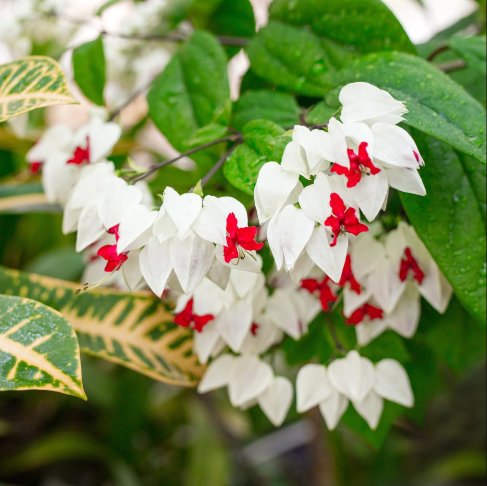 White Bleeding Heart Plant, Clerodendrum Bleeding Heart, 4″Pot, 4-6″Tall, No Pot