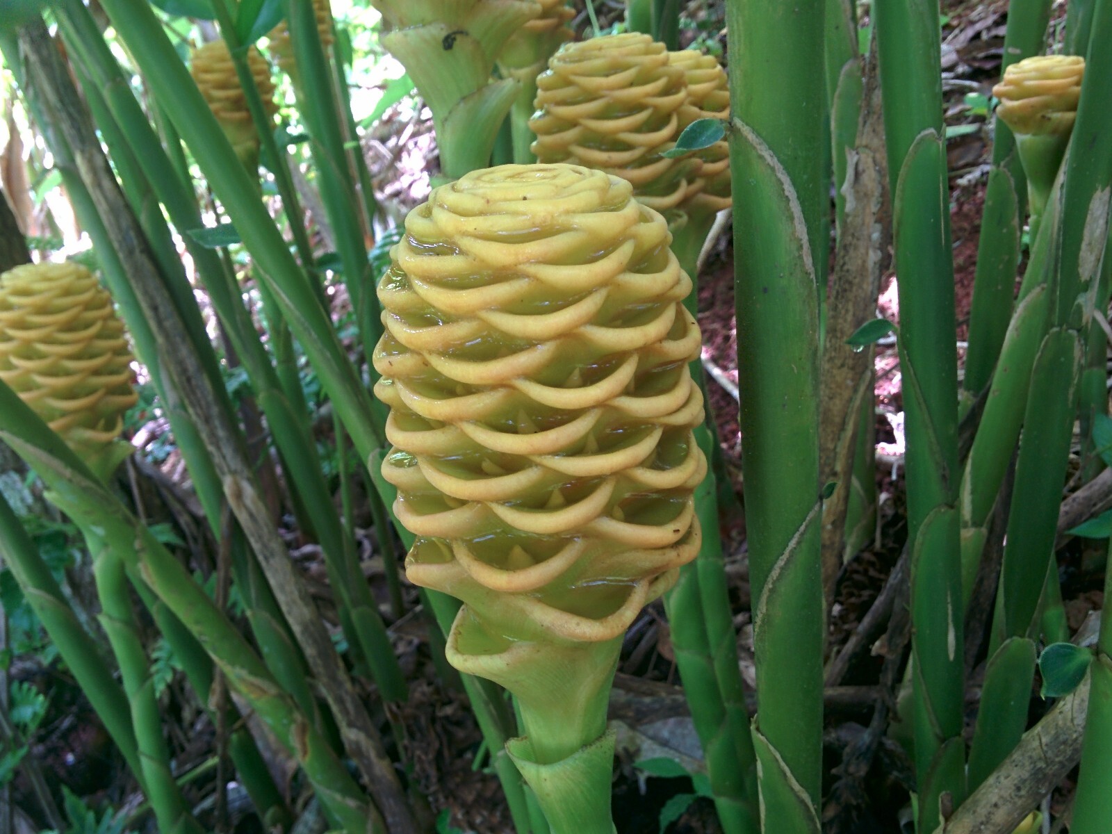 BEEHIVE GINGER LIVE RHIZOME PLANT EXOTIC TROPICAL ZINGIBER