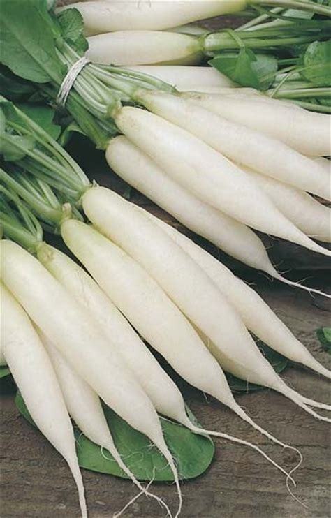 Radish Seed: White Icicle Radish Seeds FRESH SEED FREE Shipping!