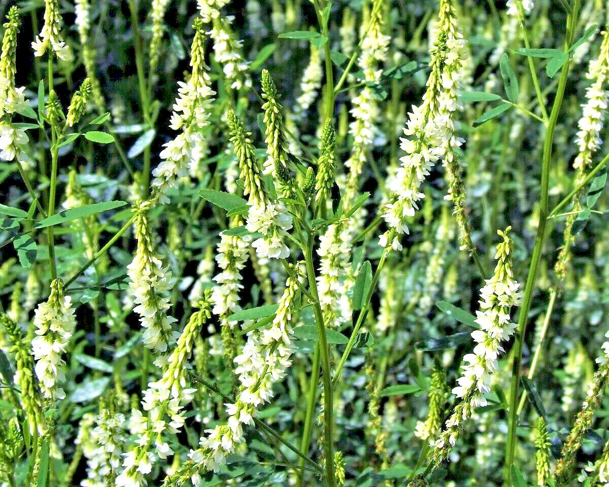 1500 WHITE Blossom SWEET CLOVER Melilotus Alba Albus Honey Clover Flower Seeds