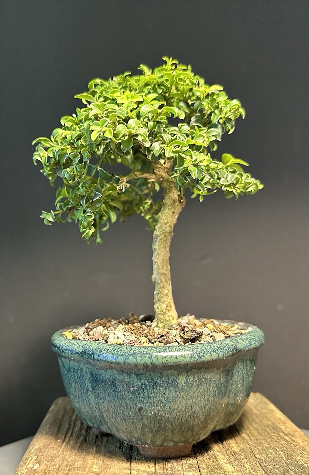 Bonsai Tree Mame Size Kingsville Boxwood 11 Years Old 8” Tall Chinese Pot