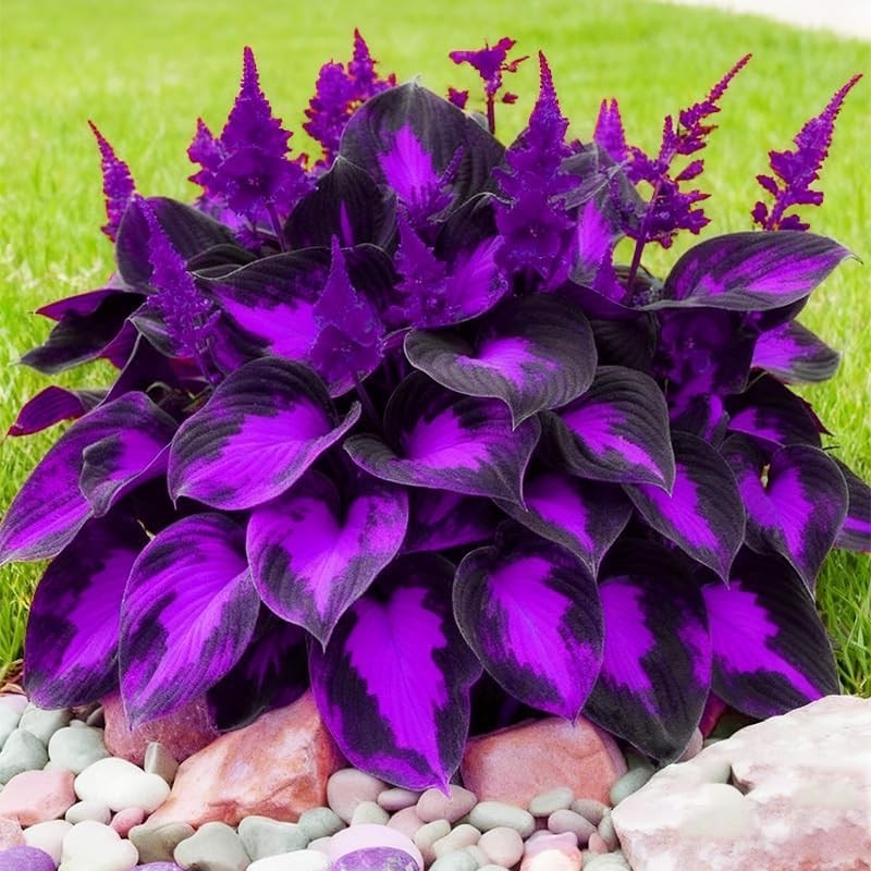 315+ Perennial Mix Color Hosta Seeds for Planting in Outdoor Garden – Shade Tole