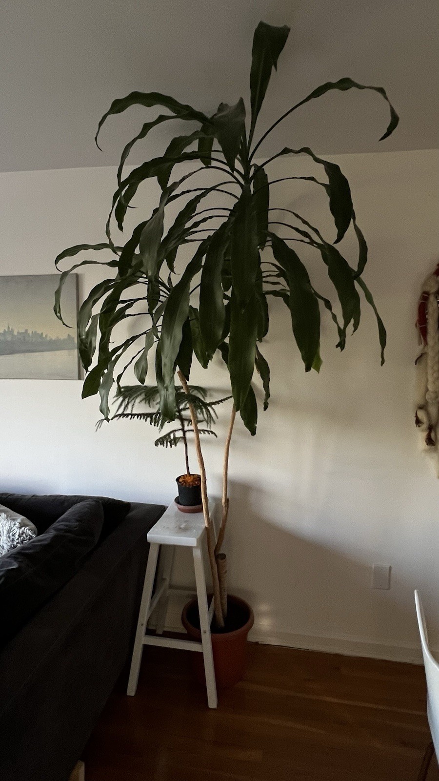 Dracaena fragrans plant, 3 stems staggered, 7 feets