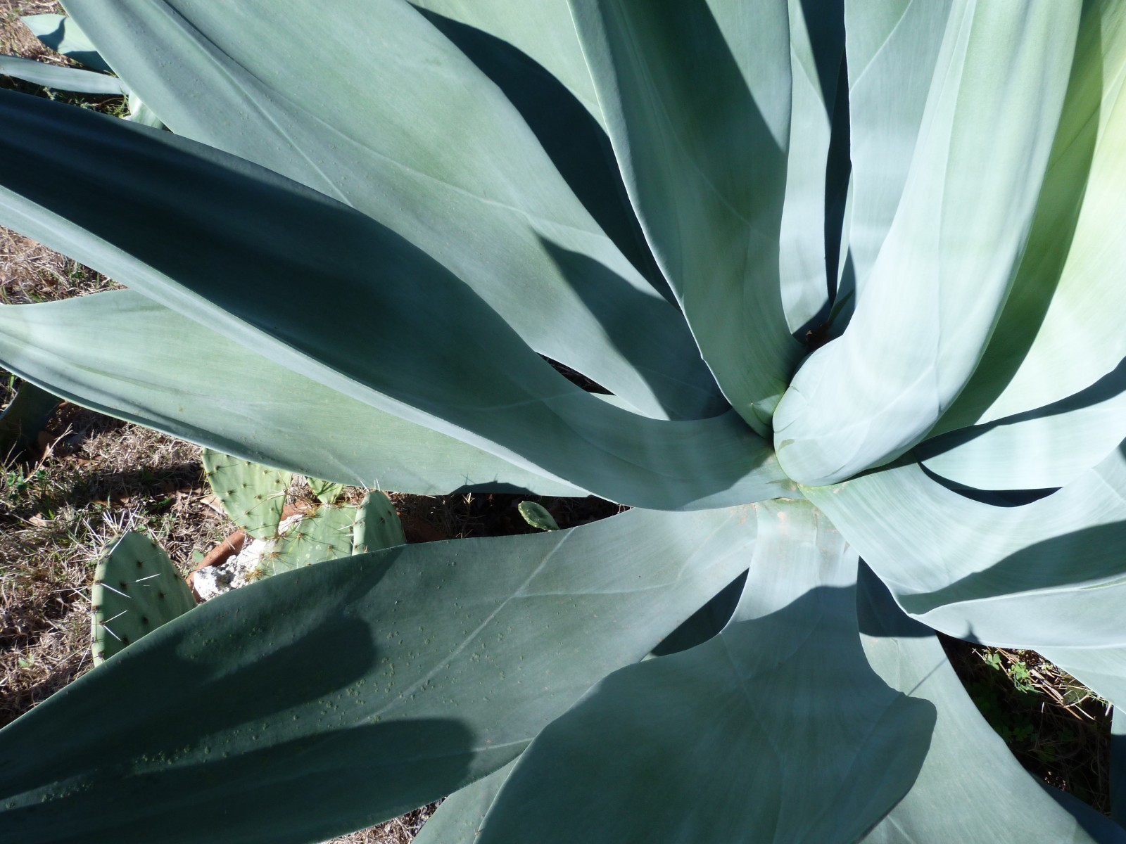 Beautiful Agave weberi blue/green spineless rigid leaves 1 pup