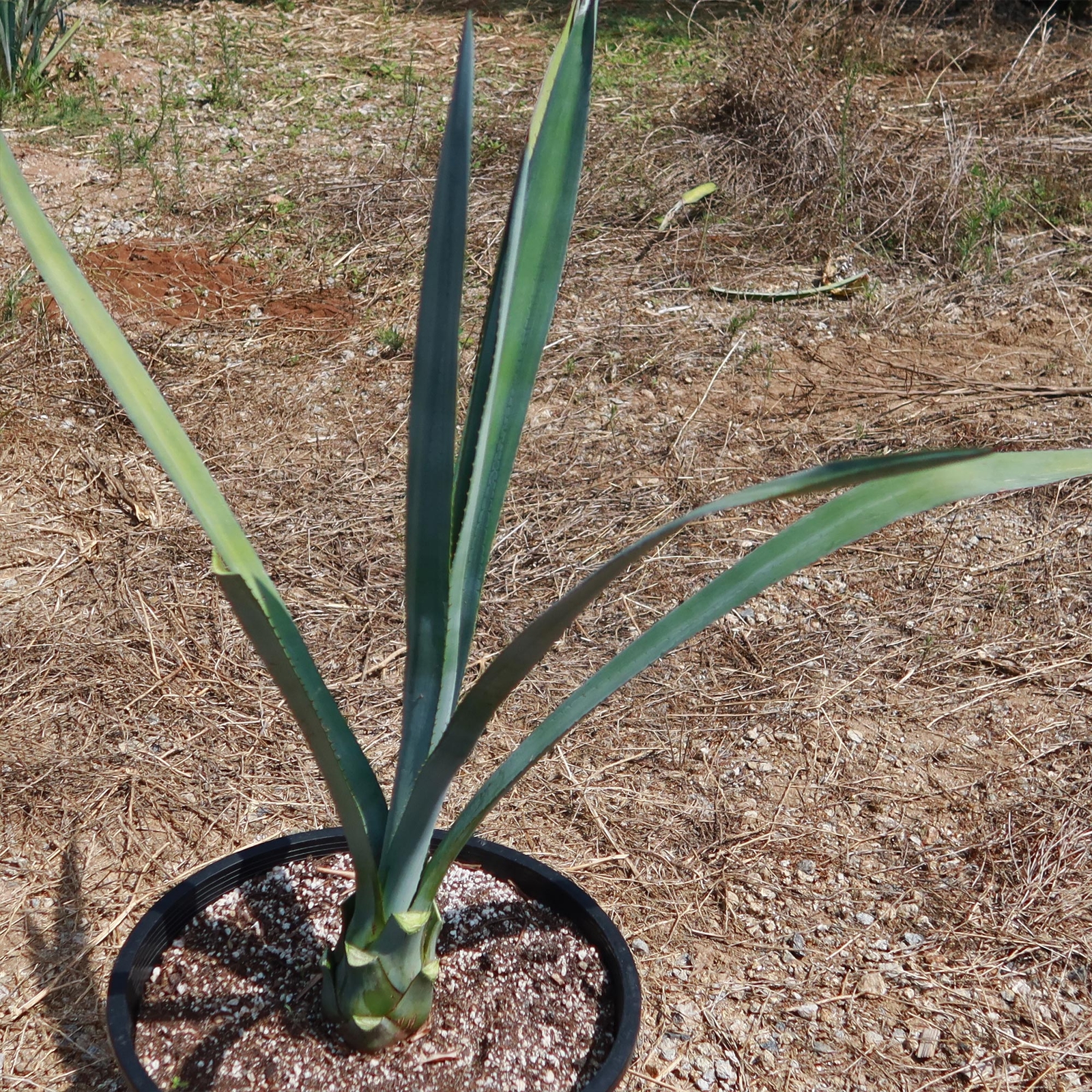 Blue agave – Agave Tequilana ‘Tequila Plant’ cactus Cacti Succulent real live pl