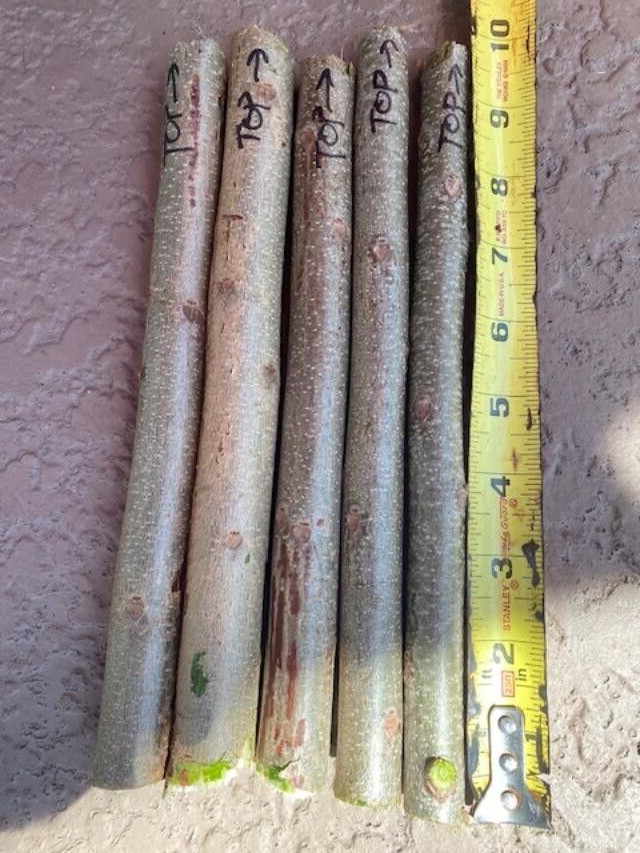 SALE RED MOMBIN/HOG PLUM/JAMAICAN RED COAT PLUM 5 FRESH CUTTINGS AT LEAST 9″TALL