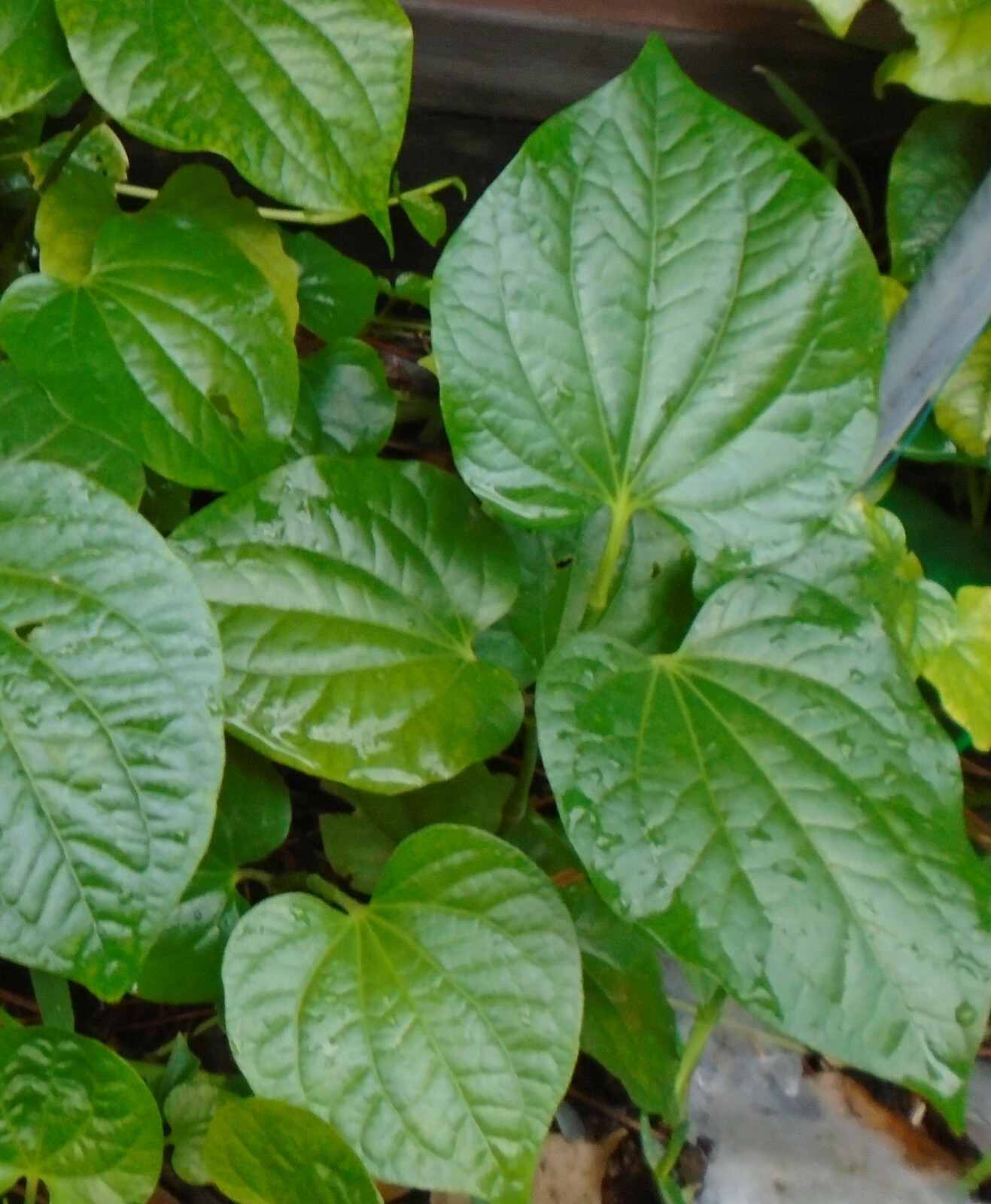 5 x PLANTS ROOT NATURAL BETEL LEAVES LOLOT TEXAS Lá lốt Piper Sarmentosum