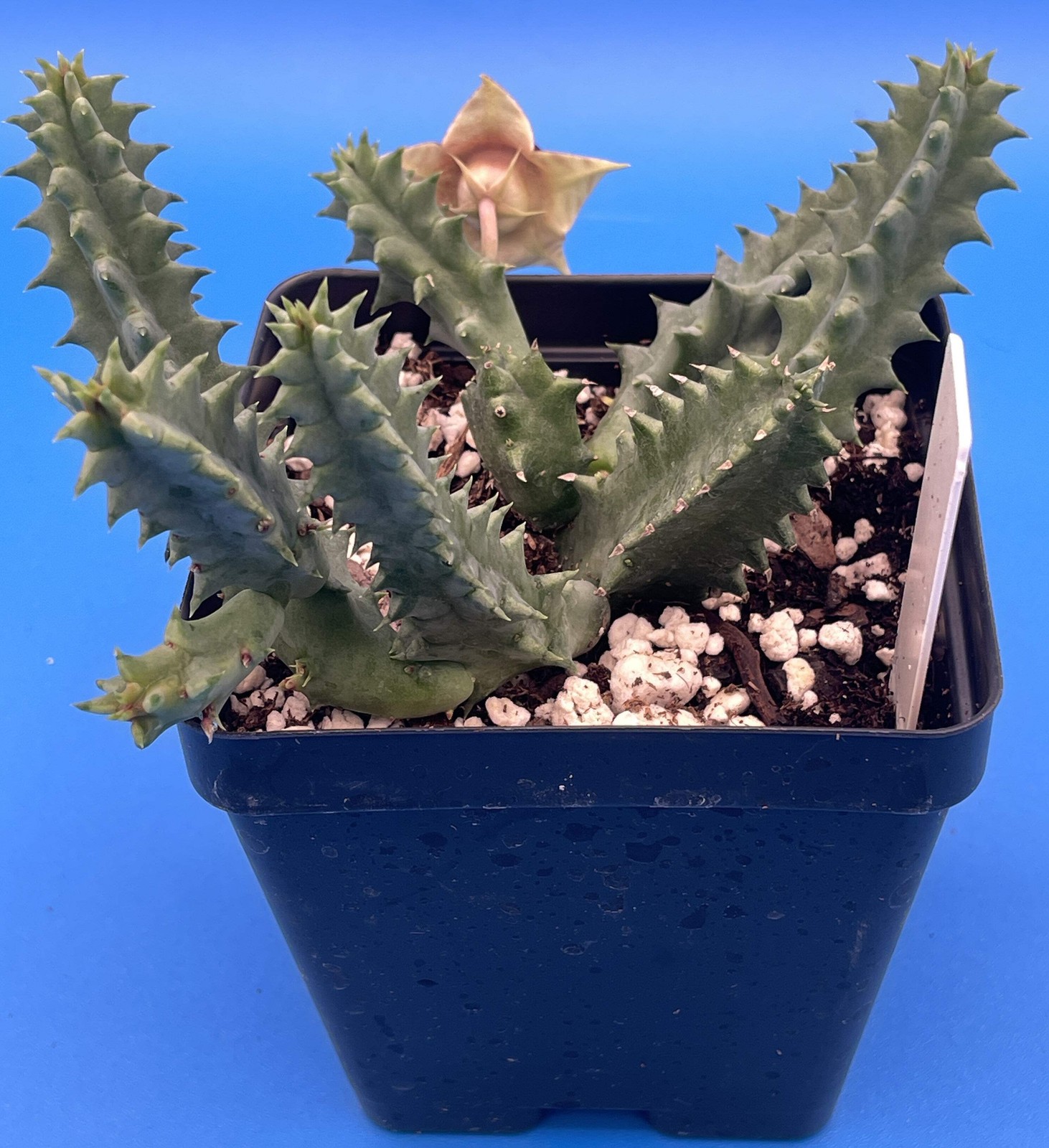 Life saver Cactus – Rooted in 3.5″ Pot – Flowering Size Huernia Zebrina