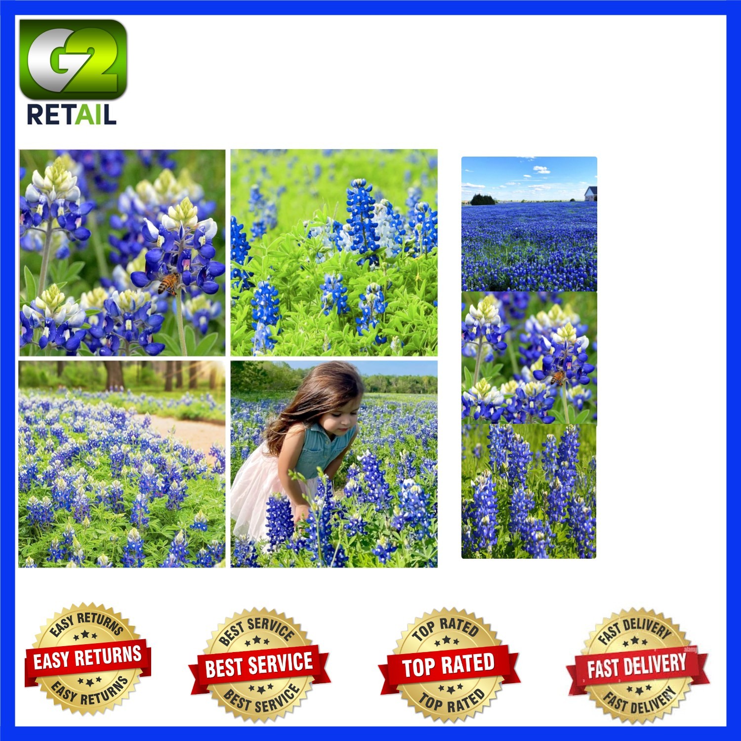750+ Texas Bluebonnet Seeds for Vibrant Blue Wildflowers – Attracts Pollinators