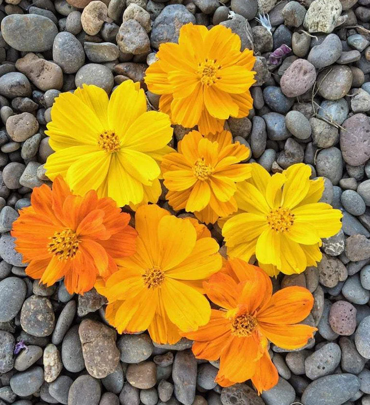 Bright Lights Mix Sulfur Cosmos Seeds | Red Orange Yellow Flowers Seed for 2024