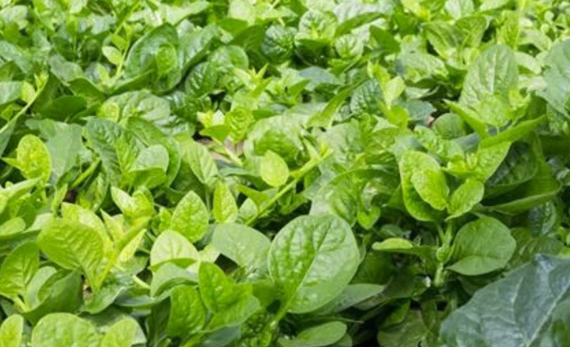 New 2026 Malabar Spinach Seeds – Big Round Leaf – 50 Seeds – FREE SHIPPING