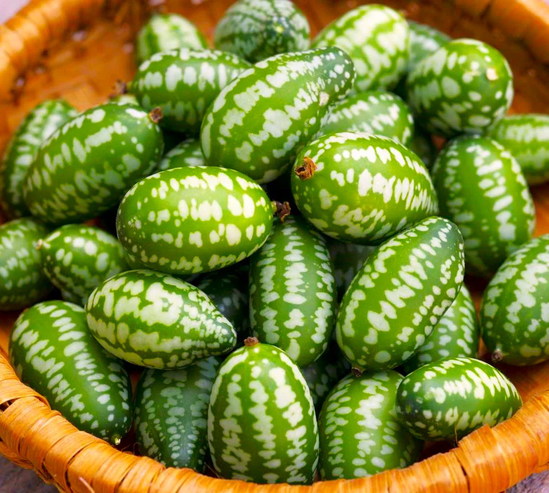 Cucamelon Seeds | Mexican Sour Gherkin Mouse Melon Pepquino Cucumber Seed 2025
