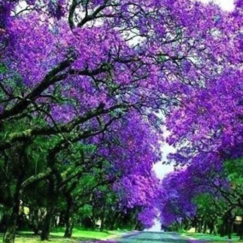 50 Royal Empress Tree Seeds to Grow Beautiful Flowering Tree